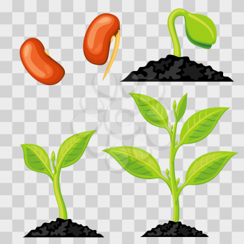Plant growth stages from seed to sprout isolated on transparent background. Vector illustration