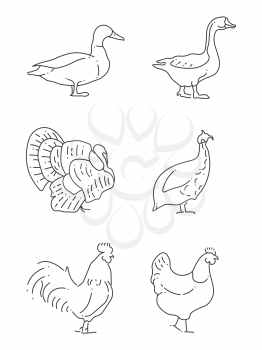 Popular farm birds thin line icons. Collection of farm bird linear style. Vector illustration
