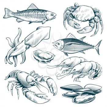 Sketch seafood. Lobster shellfish fish shrimp. Hand drawn seafoods meal vintage vector set isolated. Illustration of lobster and shellfish illustration
