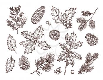 Christmas plants. Sketch fir branches, pine cones and holly leaves with berries. Christmas winter botanical vintage hand drawn set. Branch with pine sketch, decoration tree illustration