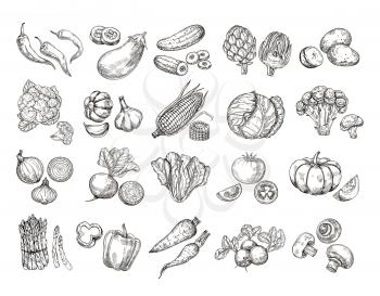 Sketch vegetables. Vintage hand drawn garden vegetable collection. Carrots broccoli potato salad mushroom farming vector set. Salad and carrot, sketch mushroom illustration