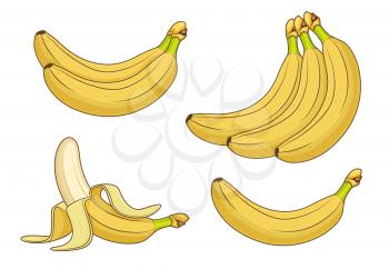 Cartoon banana fruits. Bunches of fresh bananas vector illustration. Banana healthy ripe, vegetarian and freshness fruit