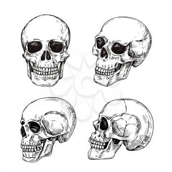 Human skull. Hand drawn skulls. Sketch vintage death tattoo vector design isolated. Skeleton skull, sketch human bone illustration