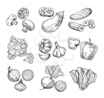 Hand drawn vegetables. Garden cauliflower, pepper and eggplant, champignons. Fresh vegan products. Sketch vegetable vector isolated set. Illustration of champignon and cucumber, cabbage and mushroom