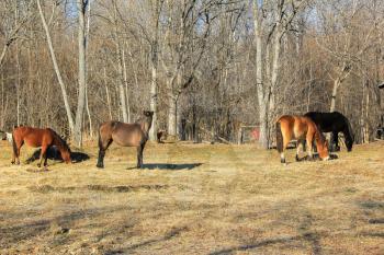 Young horses grazing in the spring.