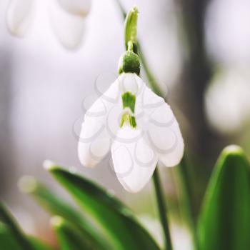 Spring flowers snowdrops  with snow in the forest