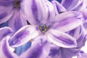 Beautiful blue flowers hyacinthes isolated on white. Spring macro background