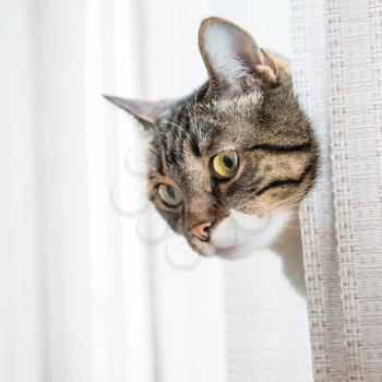 Little gray striped and curiously looking cat