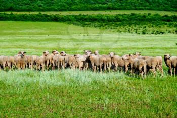 Herd of sheep on the green field.