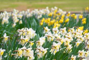 Field of beautiful white and yellow daffodils (narcissuses)