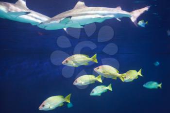 Caribbean reef shark (Carcharhinus perezii) in the blue ocean water