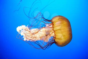 Orange jellyfish (Chrysaora fuscescens or Pacific sea nettle) in blue ocean water