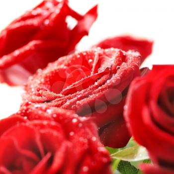 Bunch of red beautiful roses with water drops isolated on white.