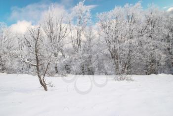 Winter icy forest