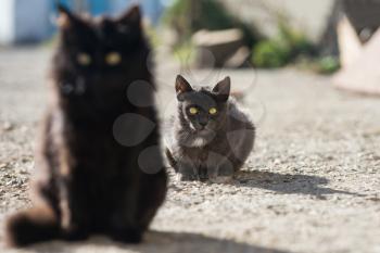 Group of cats sitting and looking at camera