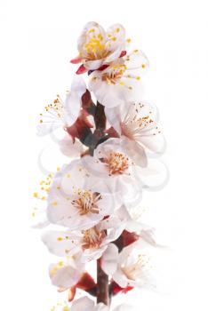 Almond white flowers isolated on white background