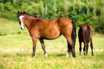 Dark bay horses in a meadow with green grass. Nature landscape