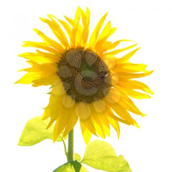 Yellow sunflower with green leaves isolated on white background