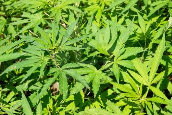 Field of green marijuana (hemp) can be used for background.