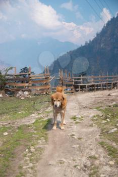 The dog and Tibetan village in Himalayan mountain with blue sky. 