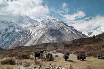 Tibetan landscape with yaks and snow-covered mountains.