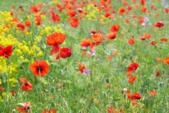 Field of poppies with green grass and yellow flowers