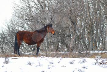 Red horses on the snow field. Wild winter landscape.
