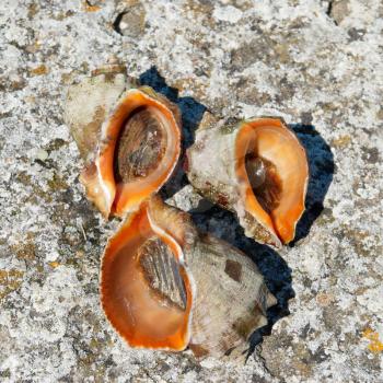 Shells and molluscs of rapana venosa.