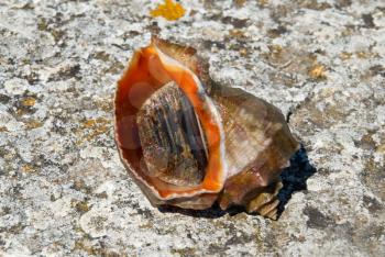Shell and mollusc of rapana venosa.