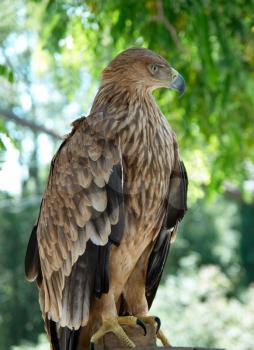 A hawk eagle sitting on the tree.