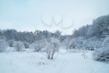 Winter icy forest with beautiful trees