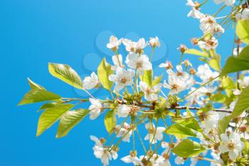 White cherry flowers with blue sky background
