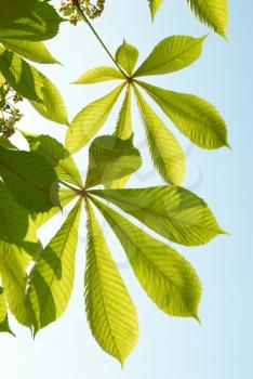 Green chestnut leaves with sunny blue sky.