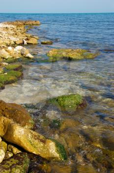 Coast with stones with green marine algae.