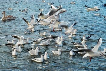 Flock of seagulls flying above the sea.