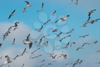 Flock of seagulls flying above the sea.