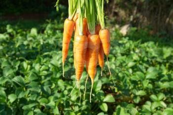 Bunch of carrots with green soft background