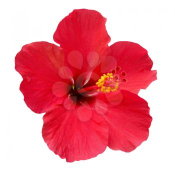 Red flower- Hibiscus rosa sinensis, isolated on white