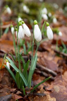 Spring flowers- white snowdrops in the forest. Soft focus.