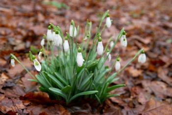 Spring flowers- white snowdrops in the forest. Soft focus.