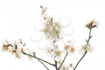Plum tree white flowers .
