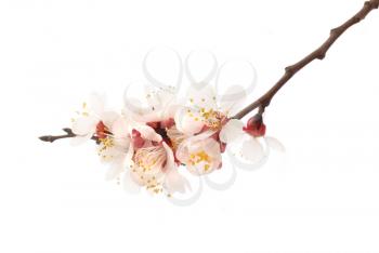 The almond tree pink flowers with branches isolated on white