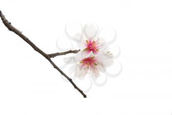 The almond tree pink flowers with branches