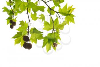 Green maple leaves with branch isolated on white background.