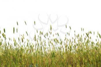 Green wheat isolated on the white background