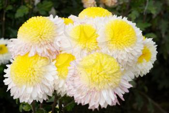 Yellow-white chrysanthemums.