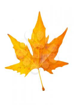 Orange fall maple leaf isolated on white.