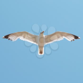 Flying seagull on the blue sky background.