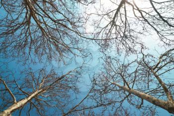 Spring treetops with blue sky and clouds