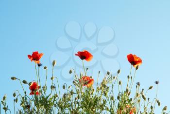 Beautiful red poppies with blue sky background